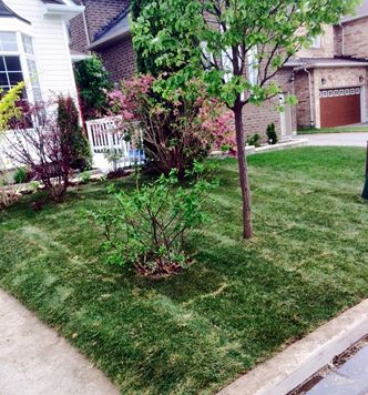 Sod Installation Ajax